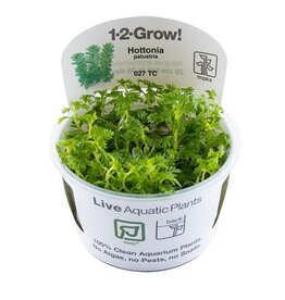Tropica 1-2-GROW! Hottonia palustris