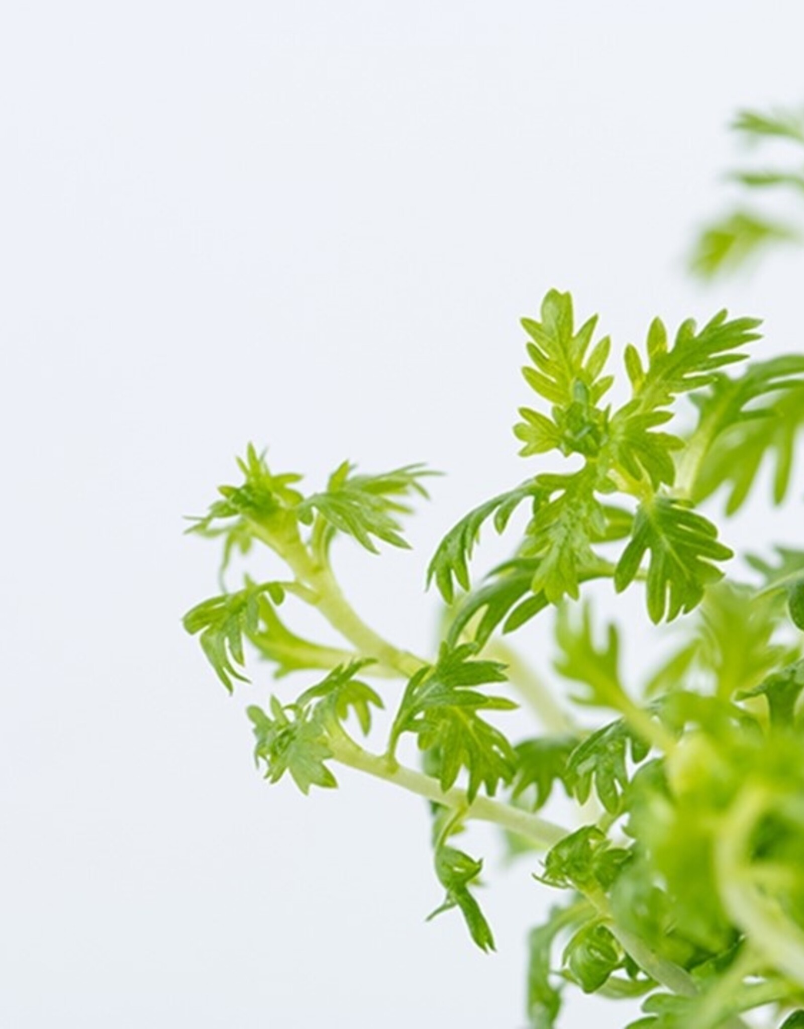 Tropica 1-2-GROW! Hottonia palustris