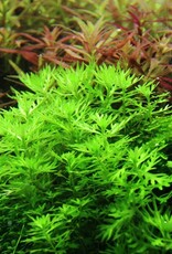 Tropica 1-2-GROW! Hottonia palustris