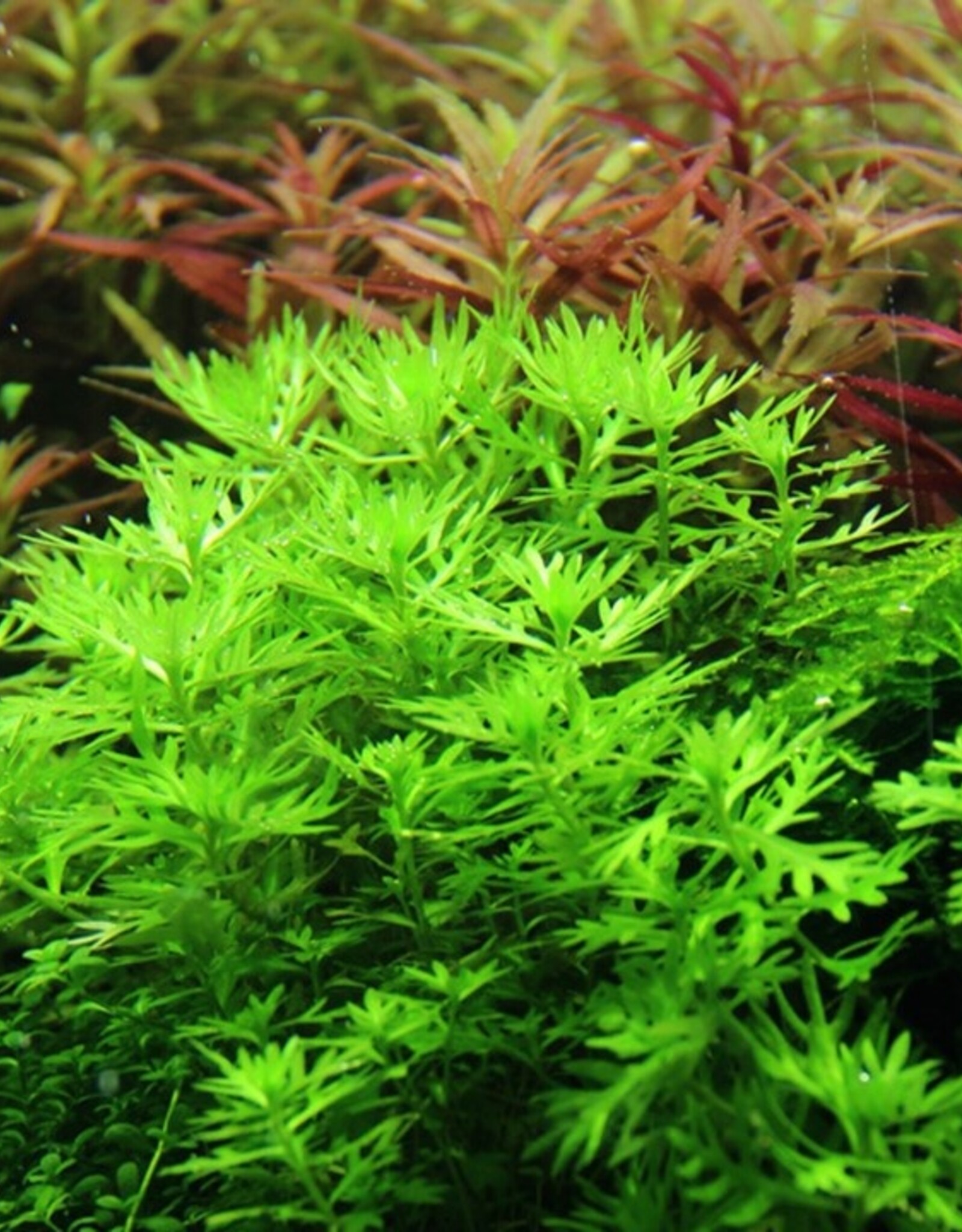 Tropica 1-2-GROW! Hottonia palustris