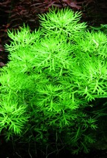 Tropica 1-2-GROW! Hottonia palustris