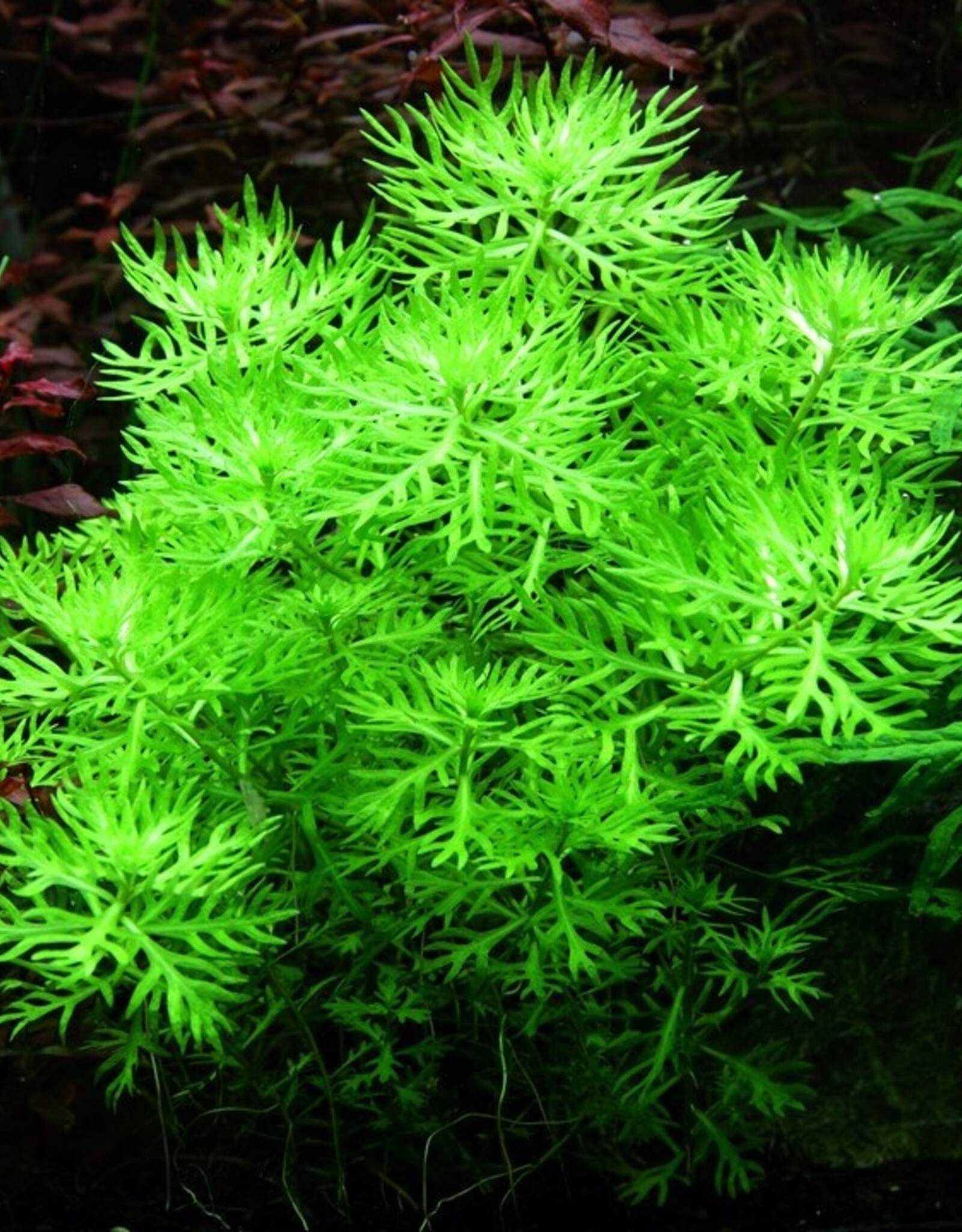 Tropica 1-2-GROW! Hottonia palustris
