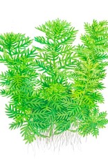 Tropica 1-2-GROW! Hottonia palustris