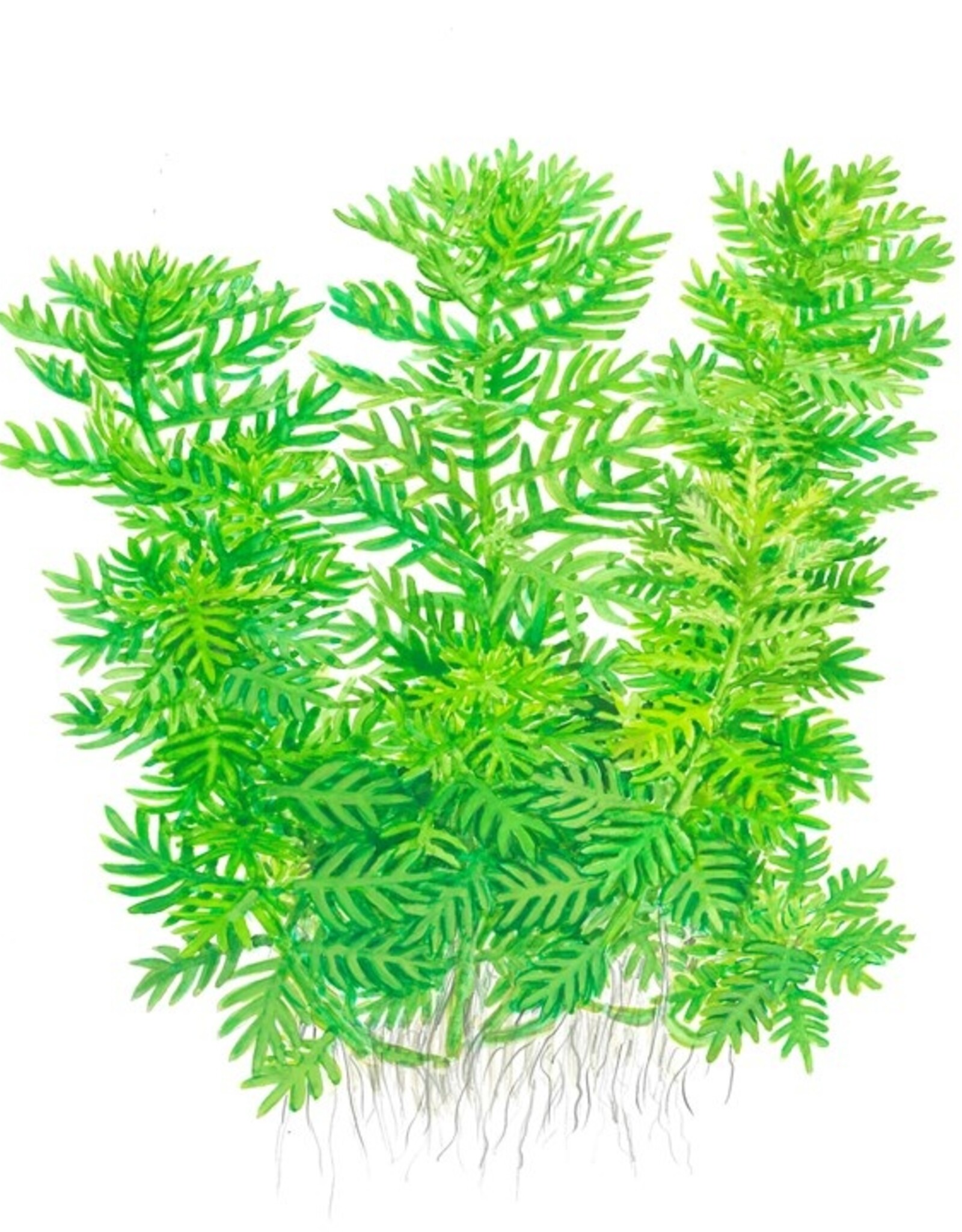 Tropica 1-2-GROW! Hottonia palustris