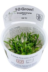 Tropica 1-2-GROW! Cryptocoryne parva