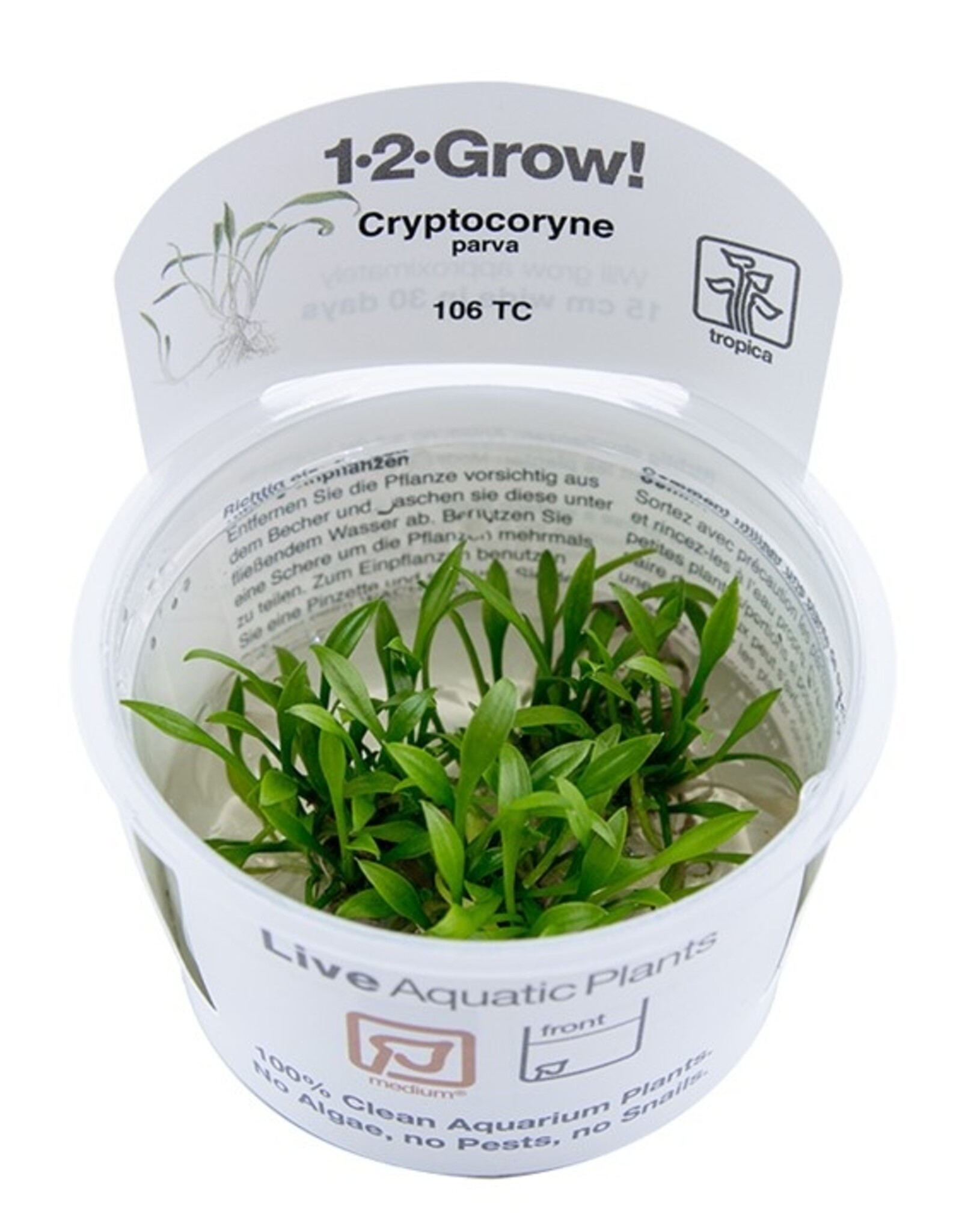 Tropica 1-2-GROW! Cryptocoryne parva
