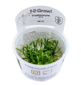 Tropica 1-2-GROW! Cryptocoryne parva