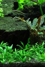 Tropica 1-2-GROW! Cryptocoryne parva