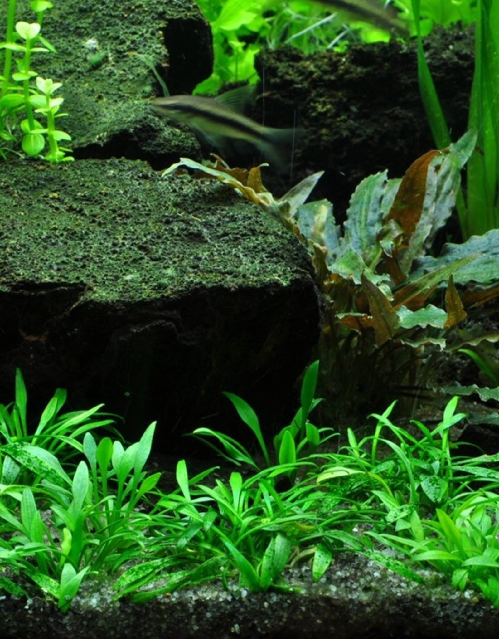 Tropica 1-2-GROW! Cryptocoryne parva