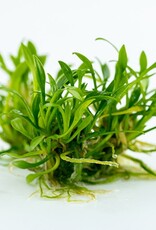 Tropica 1-2-GROW! Cryptocoryne parva