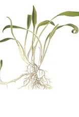 Tropica 1-2-GROW! Cryptocoryne parva