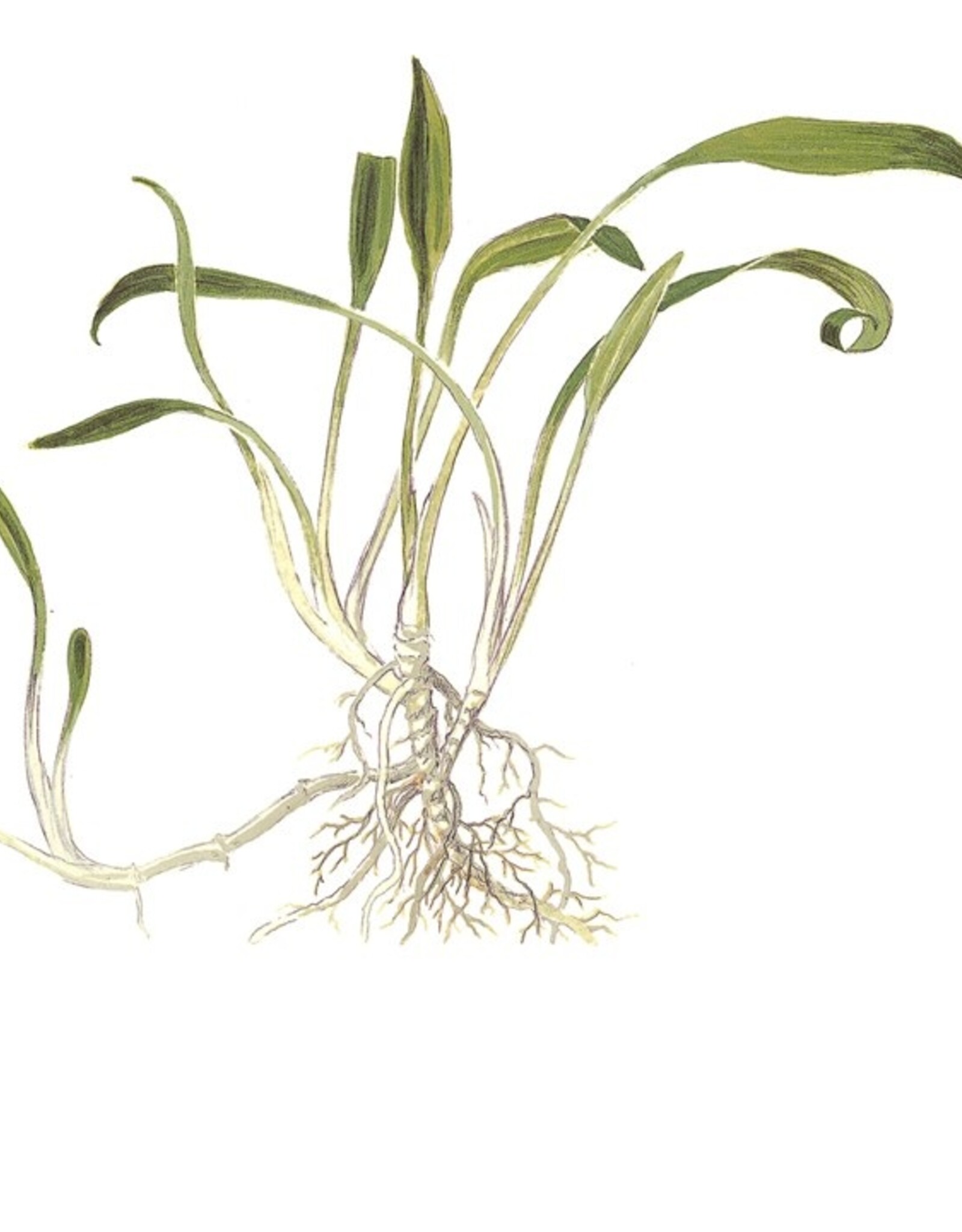 Tropica 1-2-GROW! Cryptocoryne parva