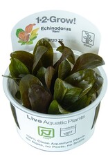 Tropica 1-2-GROW! Echinodorus "Reni"