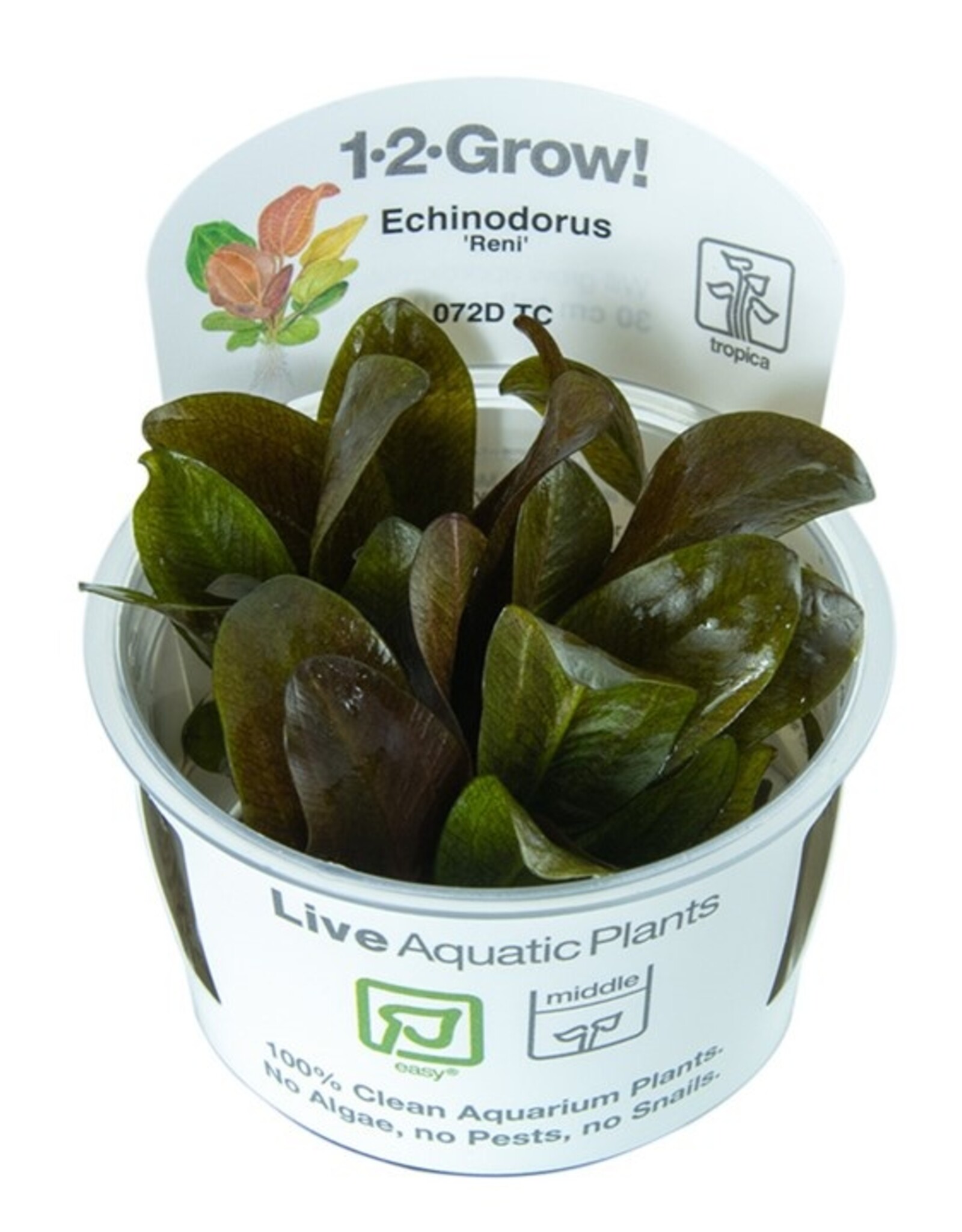 Tropica 1-2-GROW! Echinodorus "Reni"