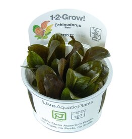 Tropica 1-2-GROW! Echinodorus "Reni"