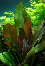 Tropica 1-2-GROW! Echinodorus "Reni"