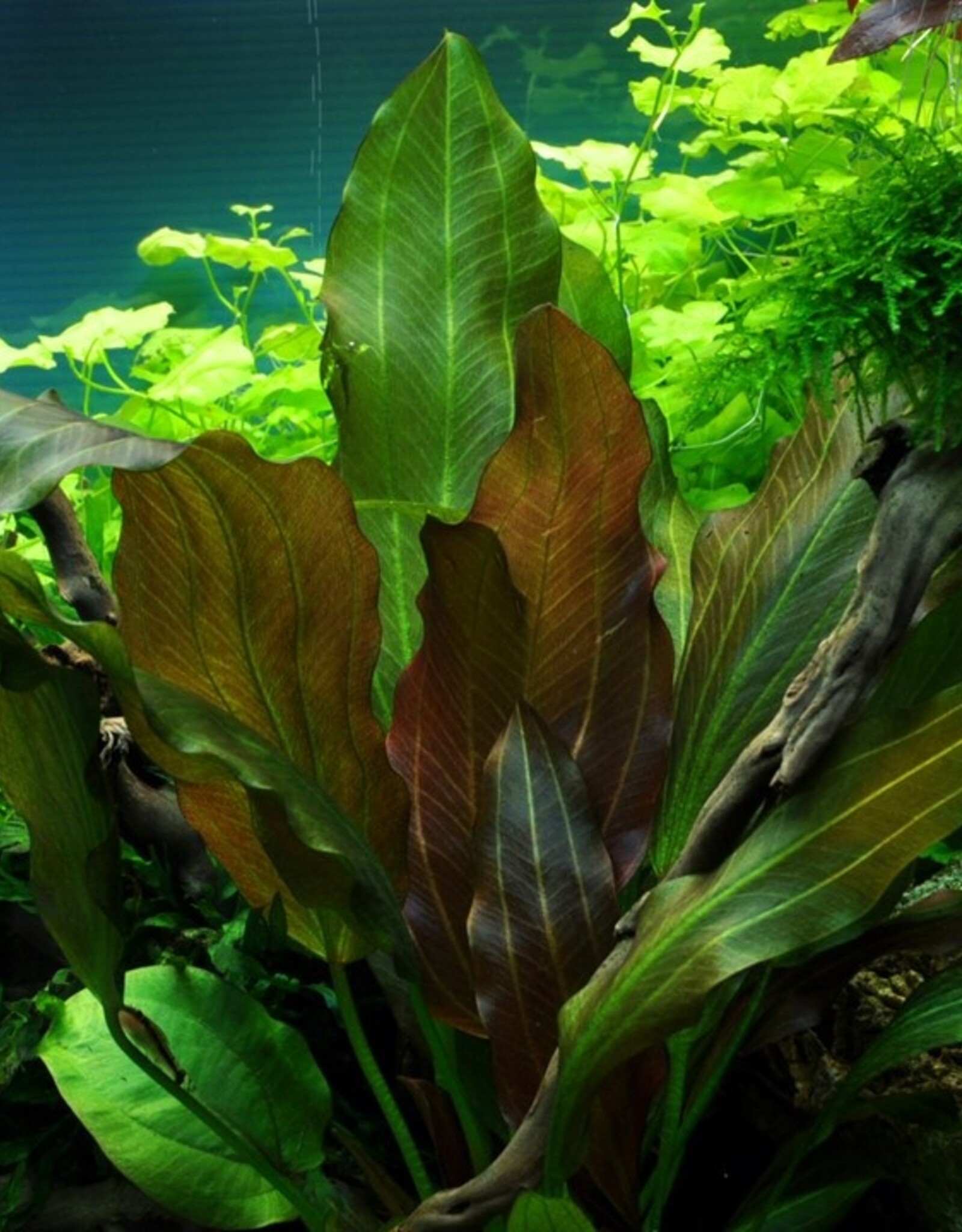 Tropica 1-2-GROW! Echinodorus "Reni"