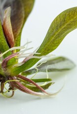 Tropica 1-2-GROW! Echinodorus "Reni"