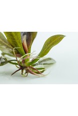 Tropica 1-2-GROW! Echinodorus "Reni"