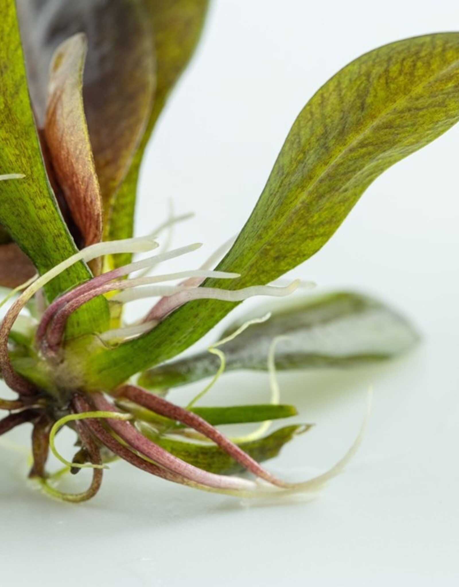 Tropica 1-2-GROW! Echinodorus "Reni"