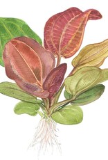 Tropica 1-2-GROW! Echinodorus "Reni"