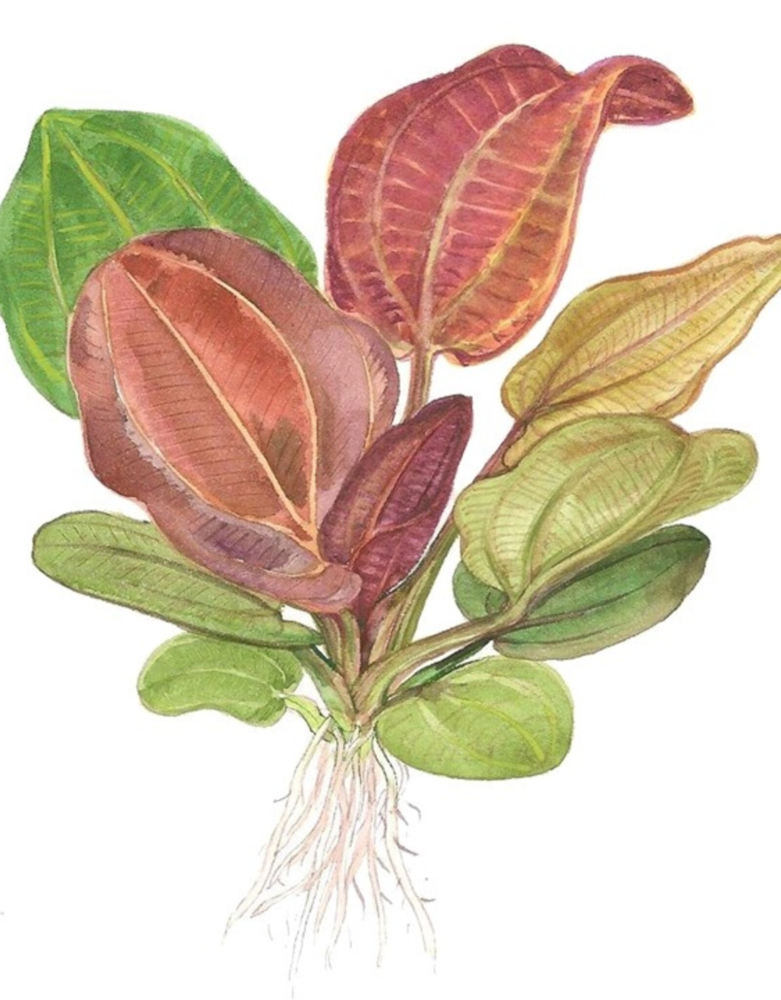 Tropica 1-2-GROW! Echinodorus "Reni"