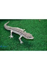 Roger's Aquatics Leopard Gecko - Super Mack Snow - Hatch May, 2023