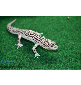 Roger's Aquatics Leopard Gecko - Super Mack Snow - Hatch May, 2023