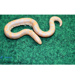 Roger's Aquatics KENYAN SAND BOA - Amelanistic - Hatched Fall '23