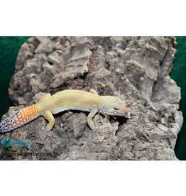 Roger's Aquatics Leopard Gecko - Tangerine  - Hatch May, 2023