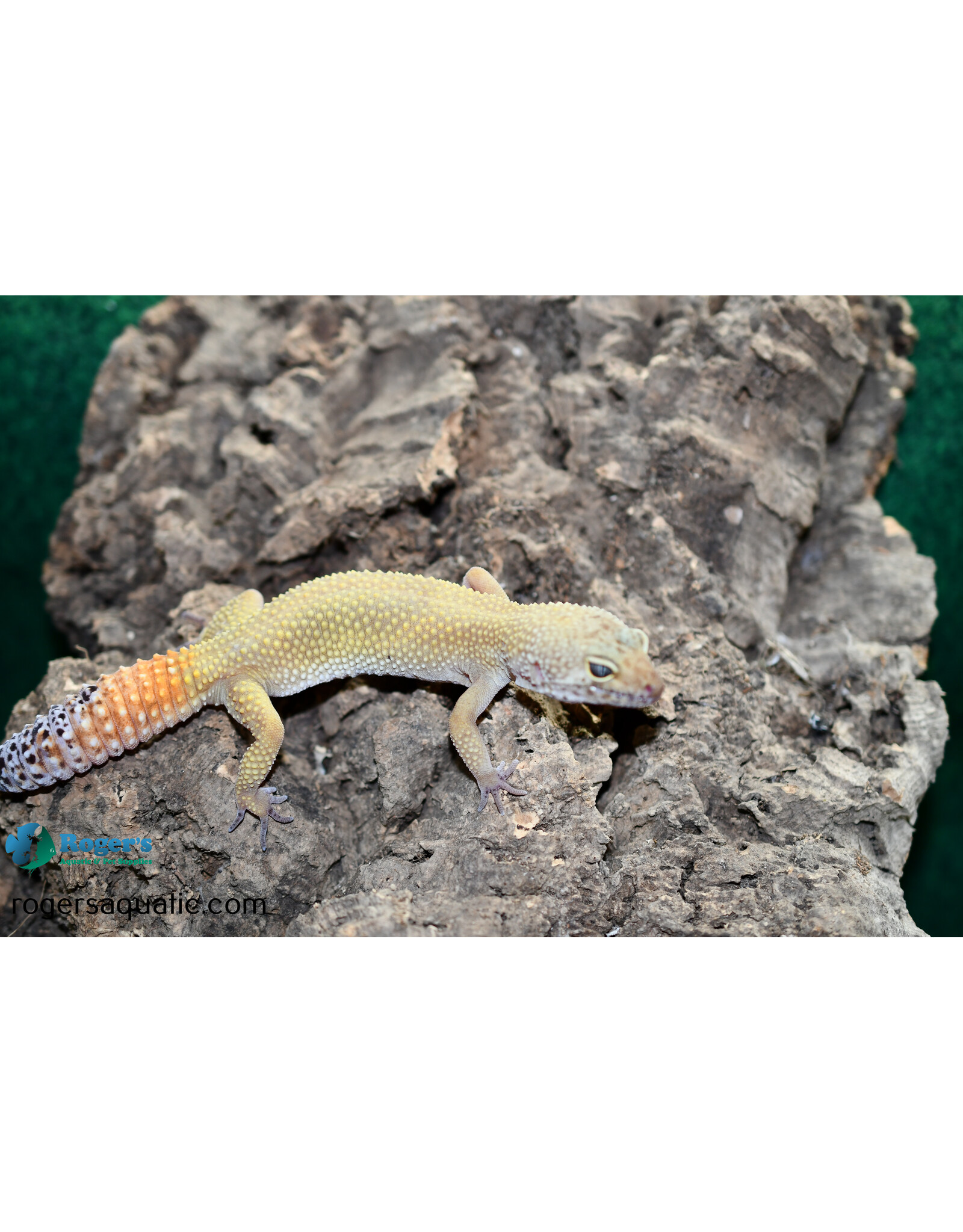 Roger's Aquatics Leopard Gecko - Tangerine  - Hatch May, 2023
