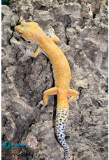 Roger's Aquatics Leopard Gecko - Hypo Jungle Carrot Tail - Hatch April, 2023