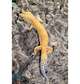 Roger's Aquatics Leopard Gecko - Hypo Jungle Carrot Tail - Hatch April, 2023