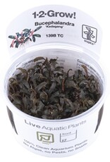 Tropica 1-2-GROW! Bucephalandra 'Kedagang'