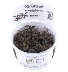 Tropica 1-2-GROW! Bucephalandra 'Kedagang'