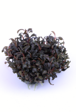 Tropica 1-2-GROW! Bucephalandra 'Kedagang'