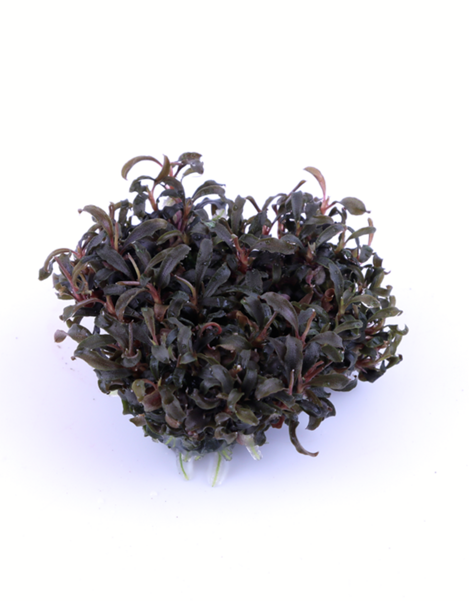 Tropica 1-2-GROW! Bucephalandra 'Kedagang'