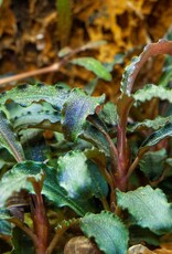 Tropica 1-2-GROW! Bucephalandra 'Kedagang'