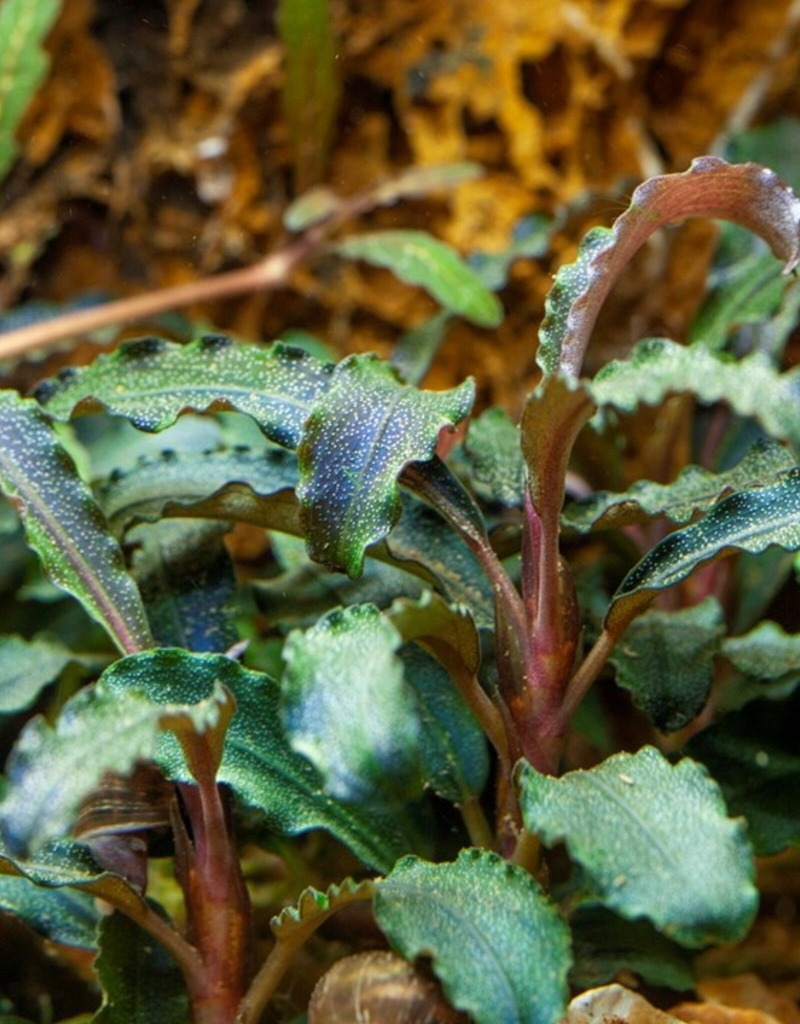 Tropica 1-2-GROW! Bucephalandra 'Kedagang'