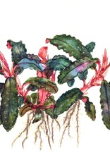 Tropica 1-2-GROW! Bucephalandra 'Kedagang'