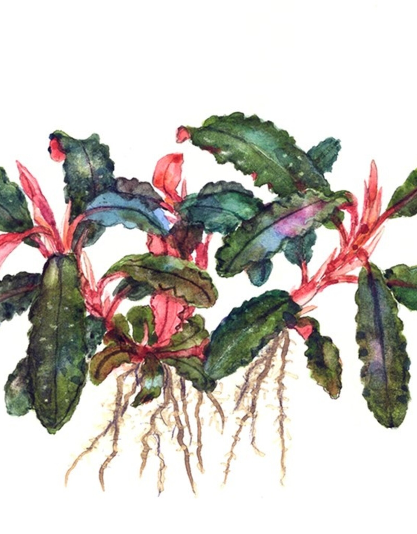 Tropica 1-2-GROW! Bucephalandra 'Kedagang'