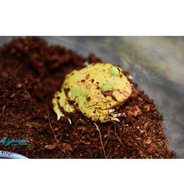 Roger's Aquatics PACMAN FROG - Ceratophrys cranwelli - High Yellow Albino