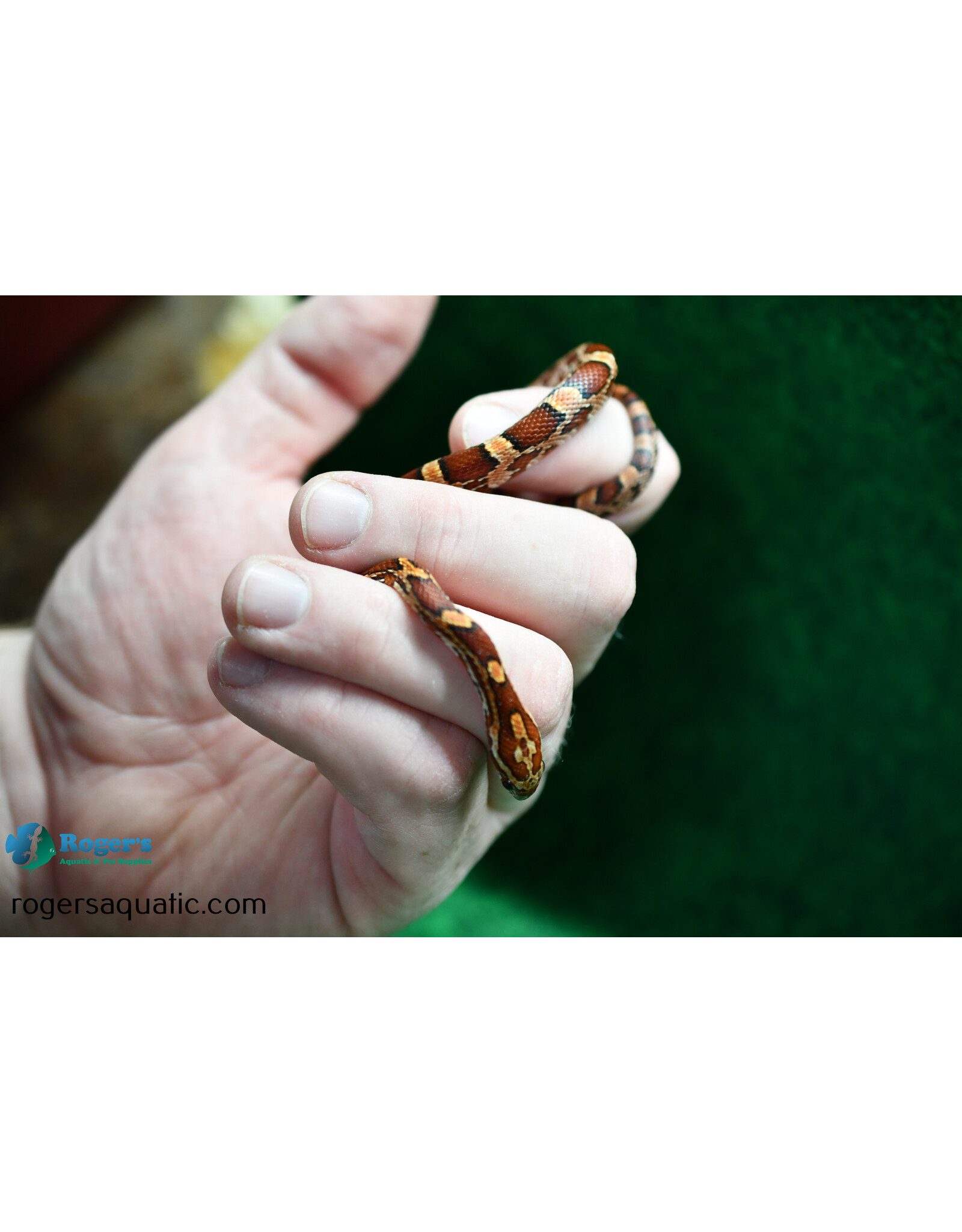 Roger's Aquatics CORN SNAKE - Normal morph - Hatched Fall 2023