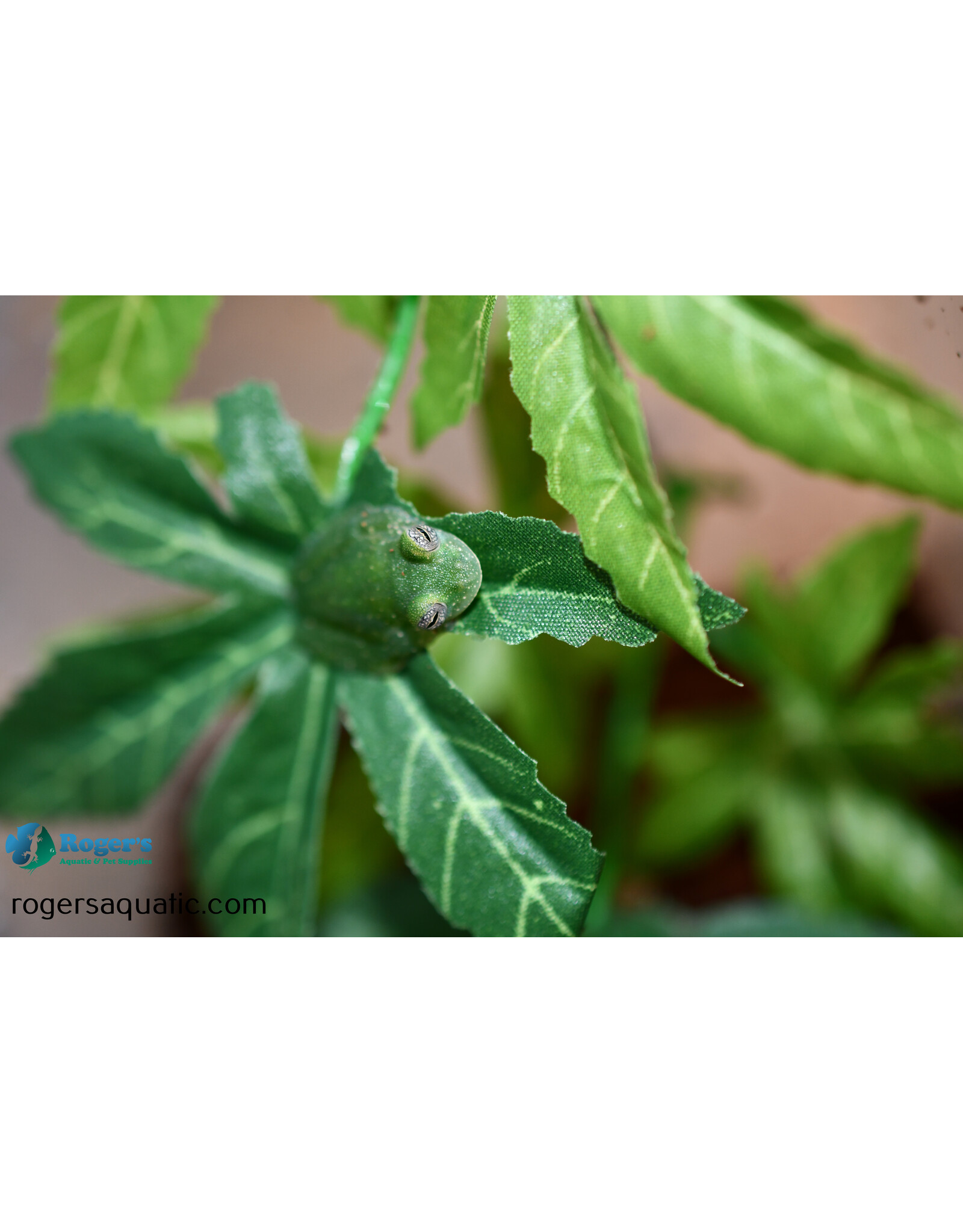 Roger's Aquatics POWDERED GLASS TREE FROG - Teratohyla pulverata