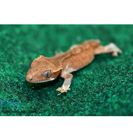 Roger's Aquatics CRESTED GECKO *dropped tail* - bi-colour, unsexed, hatched May 15th.