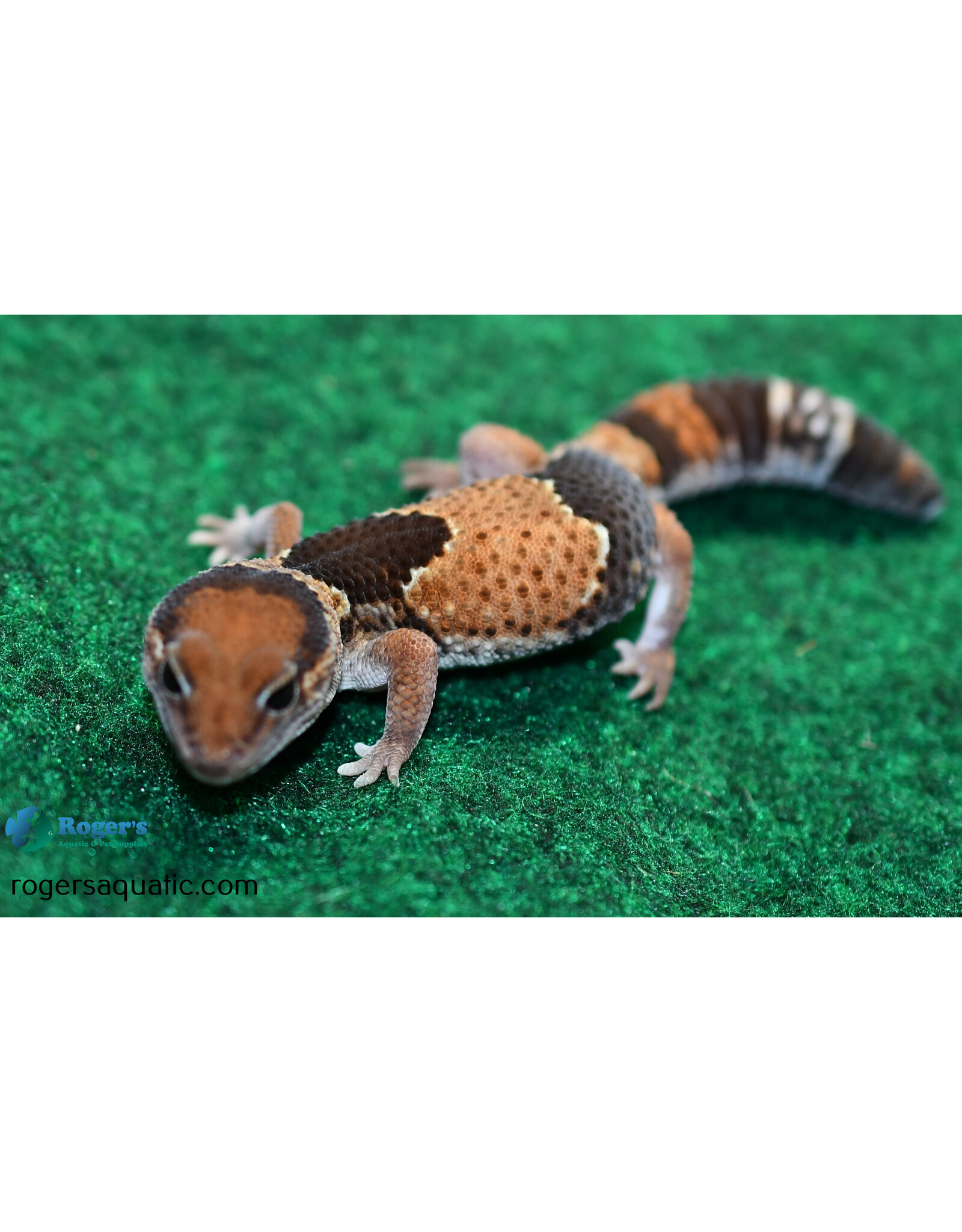 Roger's Aquatics AFRICAN FAT-TAILED GECKO - Normal Het Oreo - Hatched Jan 2024