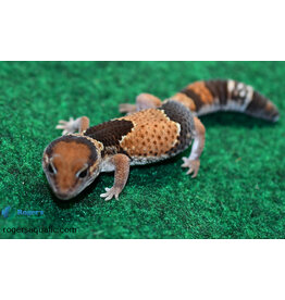 Roger's Aquatics AFRICAN FAT-TAILED GECKO - Normal Het Oreo - Hatched Jan 2024