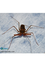 Roger's Aquatics Euphrynichus bacillifer "Tailless Whip Scorpion"