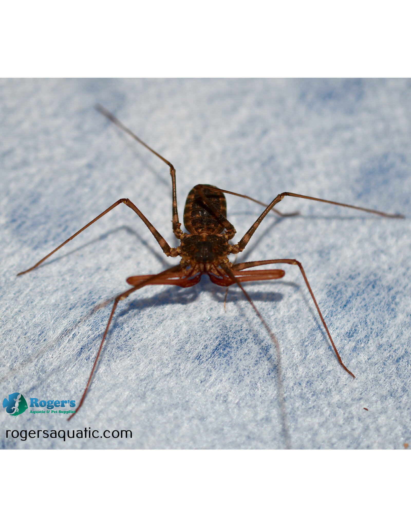 Roger's Aquatics Euphrynichus bacillifer "Tailless Whip Scorpion"