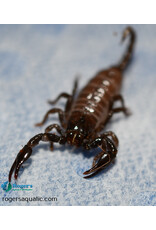 Emperor Scorpion - Pandinus imperator